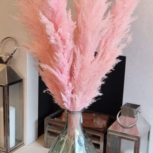 CORTADERIA DYED LIGHT PINK (PAMPAS GRASS) 120cm